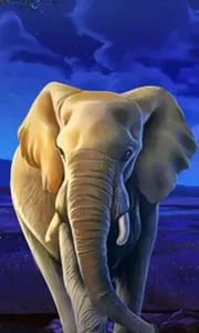 African Elephant